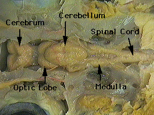 Dogfish+shark+internal+anatomy