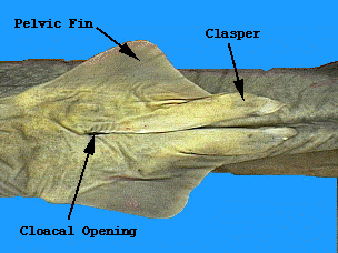 Dogfish+shark+internal+anatomy