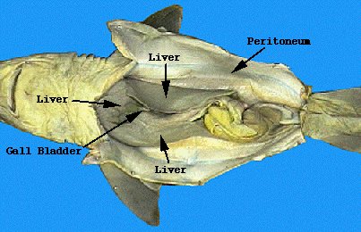 Dogfish+shark+internal+anatomy