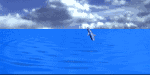 Free Willy
