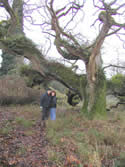 900 year old oak - click to enlarge