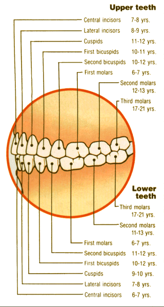 Permanent Teeth Eruption Chart