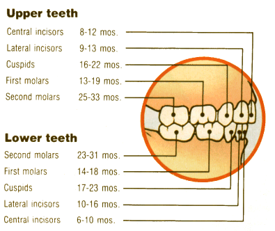 Primary Teeth Eruption Chart