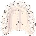 Palate