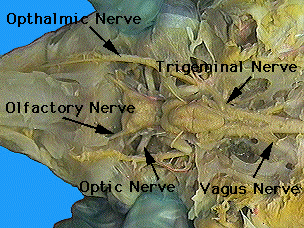 Какой мозг акулы